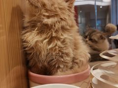-屋虎猫馆(宝安大仟里店)
