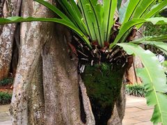 -瑞丽独树成林风景区