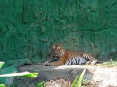 -蝴蝶山庄(Taman Rama-rama & Reptilia Melaka)
