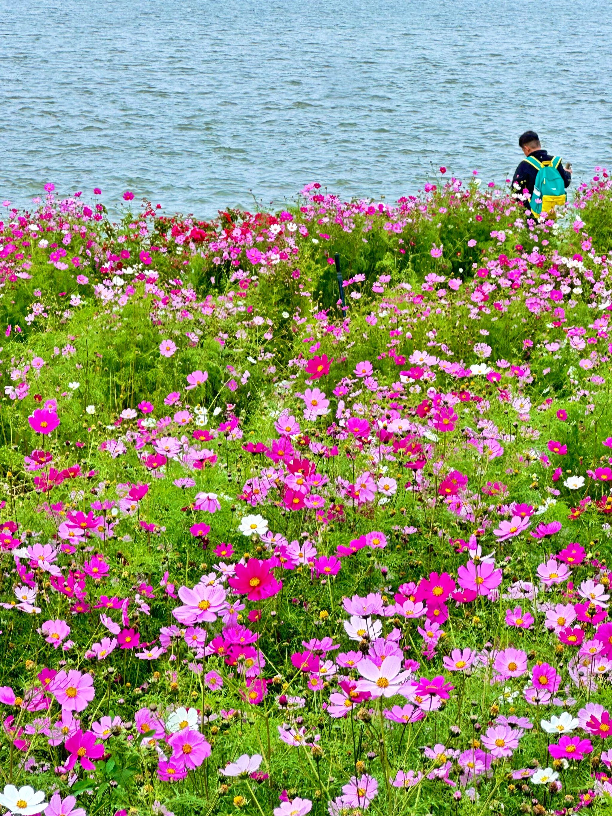 广州地铁直达!湖边波斯菊🌸太好看啦!