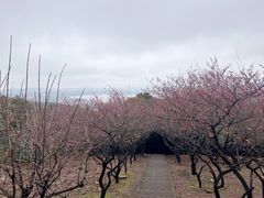 -香雪海