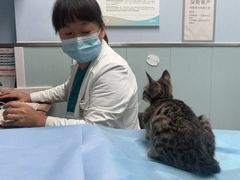 -纳吉亚猫专科动物诊疗中心(蒋宅口分院)