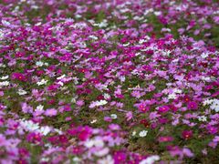 -光明小镇欢乐田园