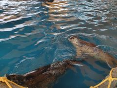 -华夏文旅海洋公园