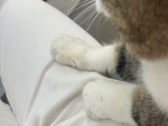 -喵园·猫主题咖啡厅·撸猫·猫咖(国贸店)