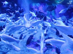 -成都浩海立方海洋公园