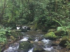 -莫里热带雨林景区