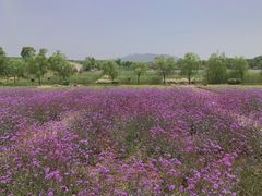 -西京湾花海