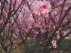 -洛阳市隋唐城遗址植物园