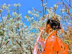 -天适樱花悠乐园
