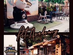 -柴犬高等学院·狗咖·柴犬售卖·宠物训练