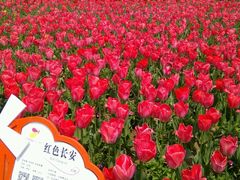 -荷兰花海