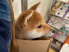 -瑞派天宁宠物医院·猫科·异宠中心