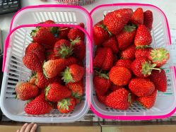 -蓝呗呗蓝莓草莓采摘园(通州区马驹桥店)