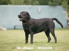 -趣玩宠物乐园寄养训犬训狗游泳池
