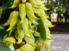 -森波拉火山温泉