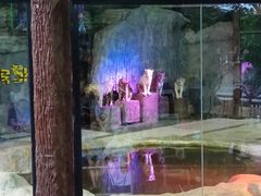 -清迈夜间动物园