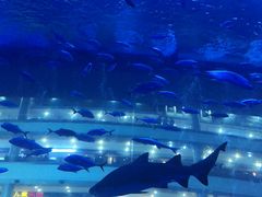 -成都浩海立方海洋公园