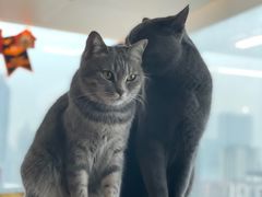 -Catmate·猫肥家润(金润铂宫店)