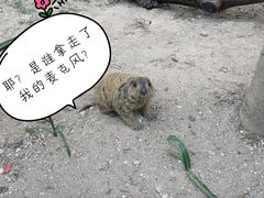 -灵玲国际马戏城