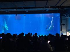 -芜湖新华联大白鲸海洋公园