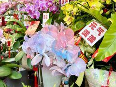 -溪岸路花鸟市场