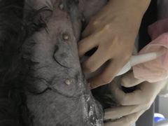 -达爱动物医院·犬猫分区·CT·复杂眼科(远洋山水分院)
