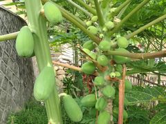 景点-福建土楼·永定景区-侨福楼