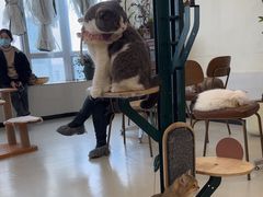 -共舞时光猫咖·狗咖(新街口店)
