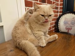 -猫小院猫主题餐厅(南锣旗舰店)