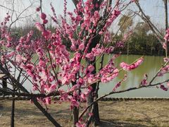 -上海长兴岛郊野公园