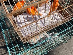 -哈尔滨道外花鸟鱼市场