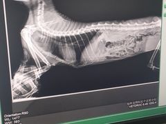-美联众合宠物医院·爱萌分院·内外科·猫科中心