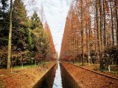 -东平国家森林公园
