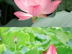 -荔湾湖公园