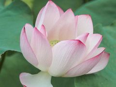 -中国科学院华南植物园
