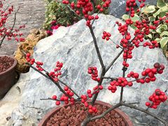 -南通洲际绿博园