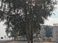 -玫瑰海岸文化旅游度假区