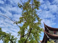 -开福禅寺