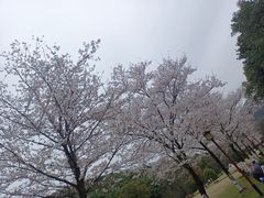 -山塘街
