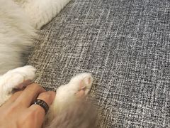 -南京Hallo宠物乐园·哈罗犬舍·柴犬繁育基地