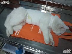 -纳吉亚猫专科动物诊疗中心(蒋宅口分院)