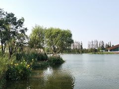 -上海长兴岛郊野公园