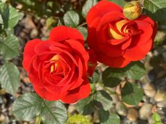 -老房子金沙元年川菜食府·花园餐厅(金沙店)