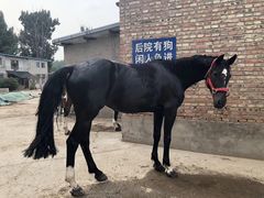 -月河湾马术俱乐部(朝阳店)