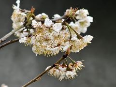 -樱桃山旅游景区