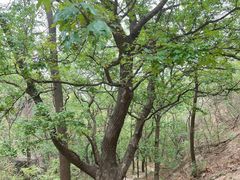 -北京鹫峰国家森林公园