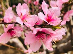 -苹果树下艺术餐厅(通州店)