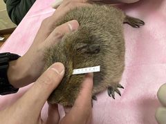 -北京观赏动物医院·24小时大型综合·猫专科·异宠专科