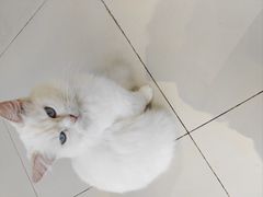 -怪兽屋·羊驼·猫咖·狗咖(俊华广场店)
